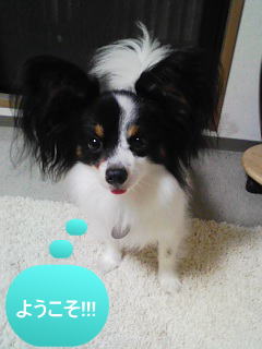 しゃお